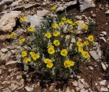 genus Helianthemum