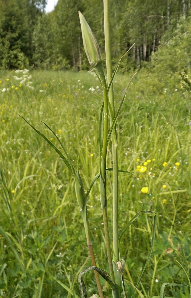 Изображение особи Tragopogon pratensis.