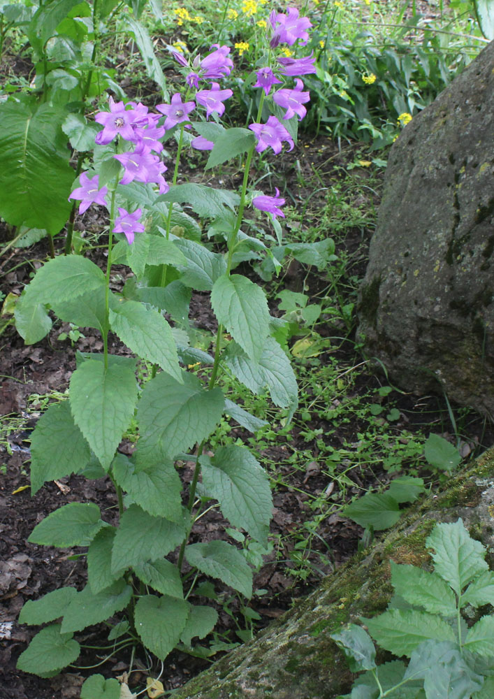 Изображение особи Campanula latifolia.