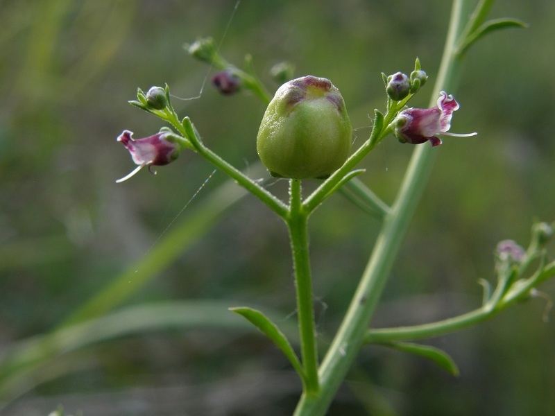 Image of Scrophularia bicolor specimen.