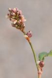 Persicaria scabra. Соцветие. Казахстан, Алматинская обл. возле вдхр. Капчагай. 28.06.2013.