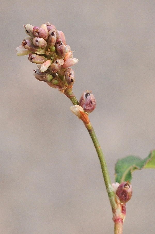 Image of Persicaria scabra specimen.