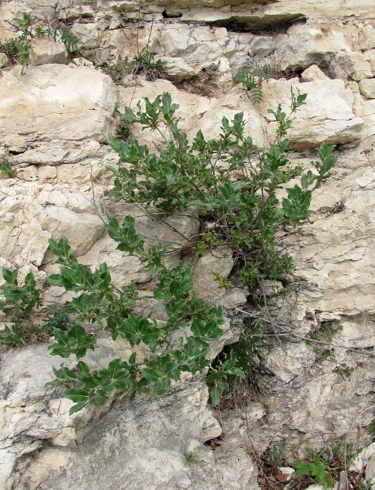 Image of Salix recurvigemmata specimen.