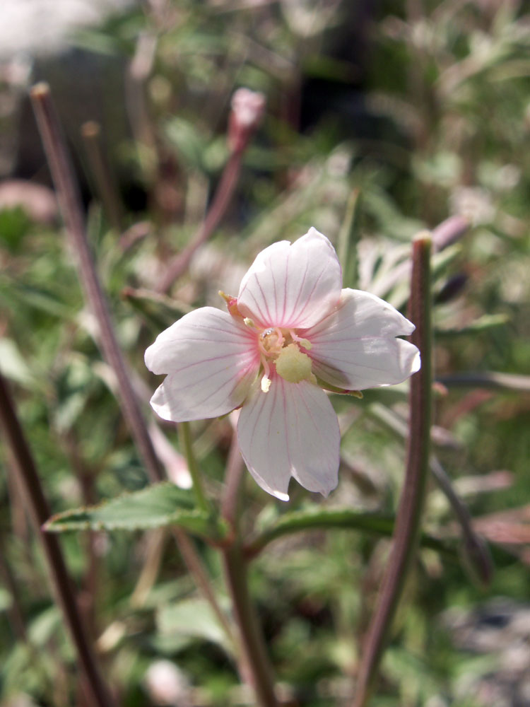 Изображение особи Epilobium cylindricum.