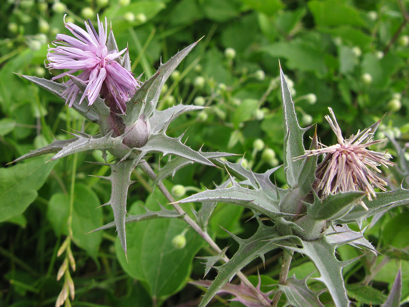 Изображение особи Carthamus glaucus.