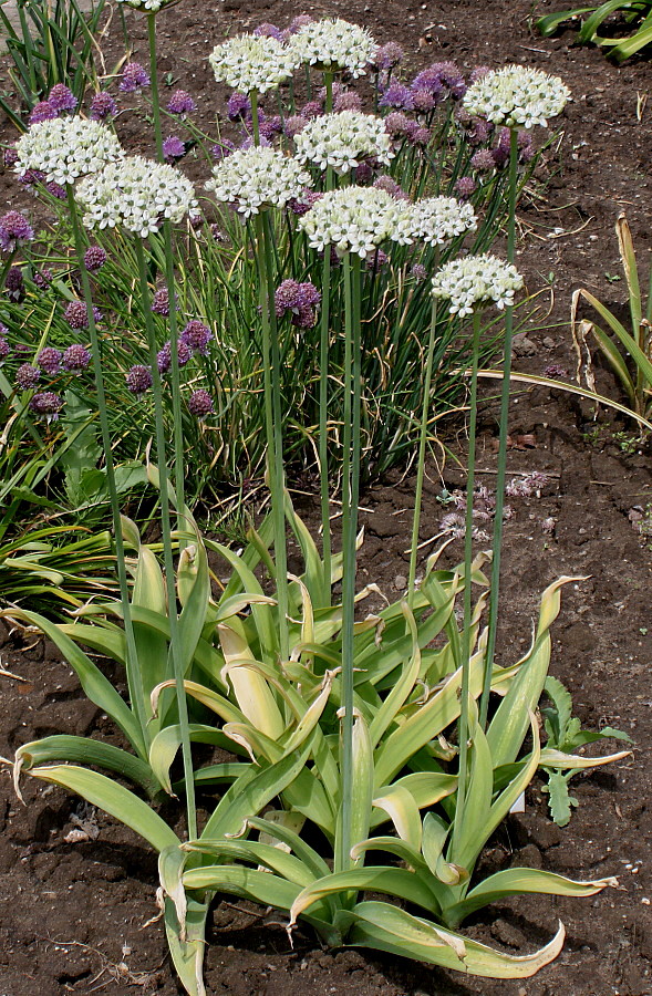 Image of Allium nigrum specimen.