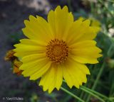 Coreopsis grandiflora