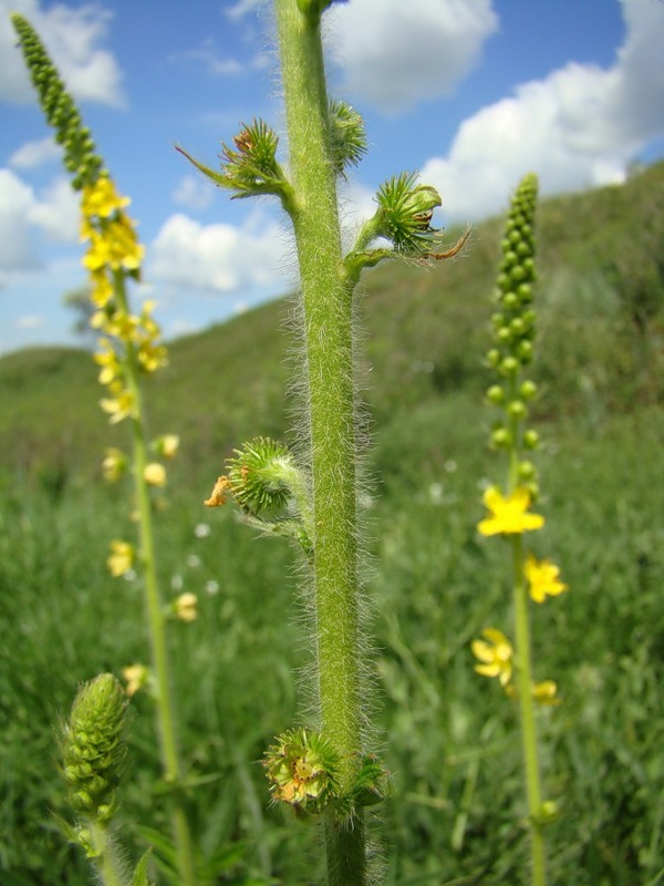 Image of Agrimonia asiatica specimen.