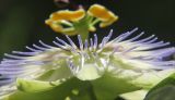 Passiflora caerulea. Цветок (вид сбоку). Черноморское побережье Кавказа, г. Новороссийск, в культуре. 2 июня 2013 г.