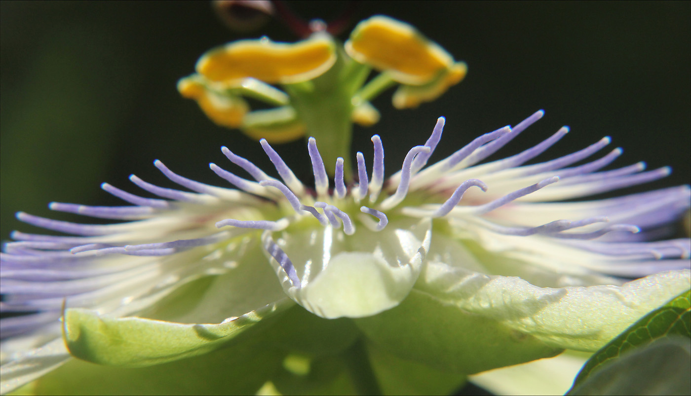 Изображение особи Passiflora caerulea.