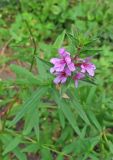 genus Lythrum. Цветущее растение. Владивосток, Ботанический сад-институт ДВО РАН. 7 сентября 2013 г.