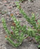 Phacelia congesta