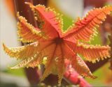 Ricinus communis