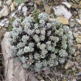 Odontarrhena obtusifolia