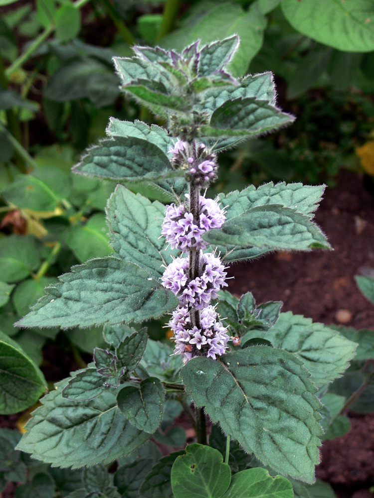 Изображение особи Mentha &times; verticillata.