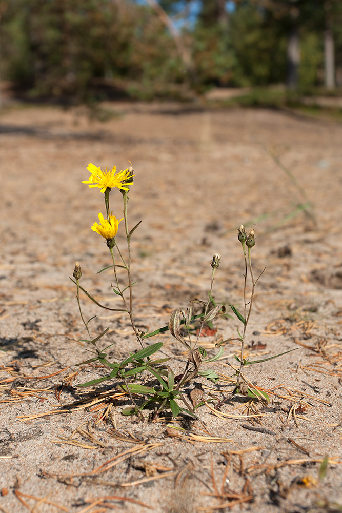 Изображение особи Hieracium umbellatum var. dunale.