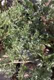 Ferula karataviensis