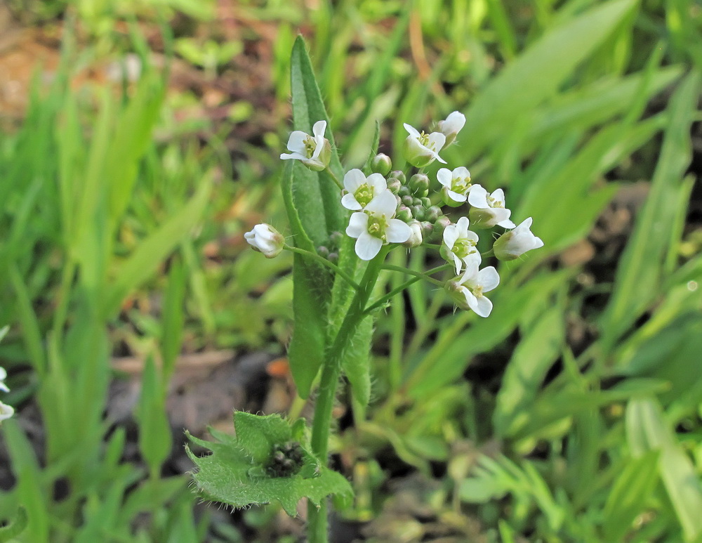 Image of Capsella bursa-pastoris specimen.