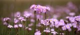 Primula pamirica