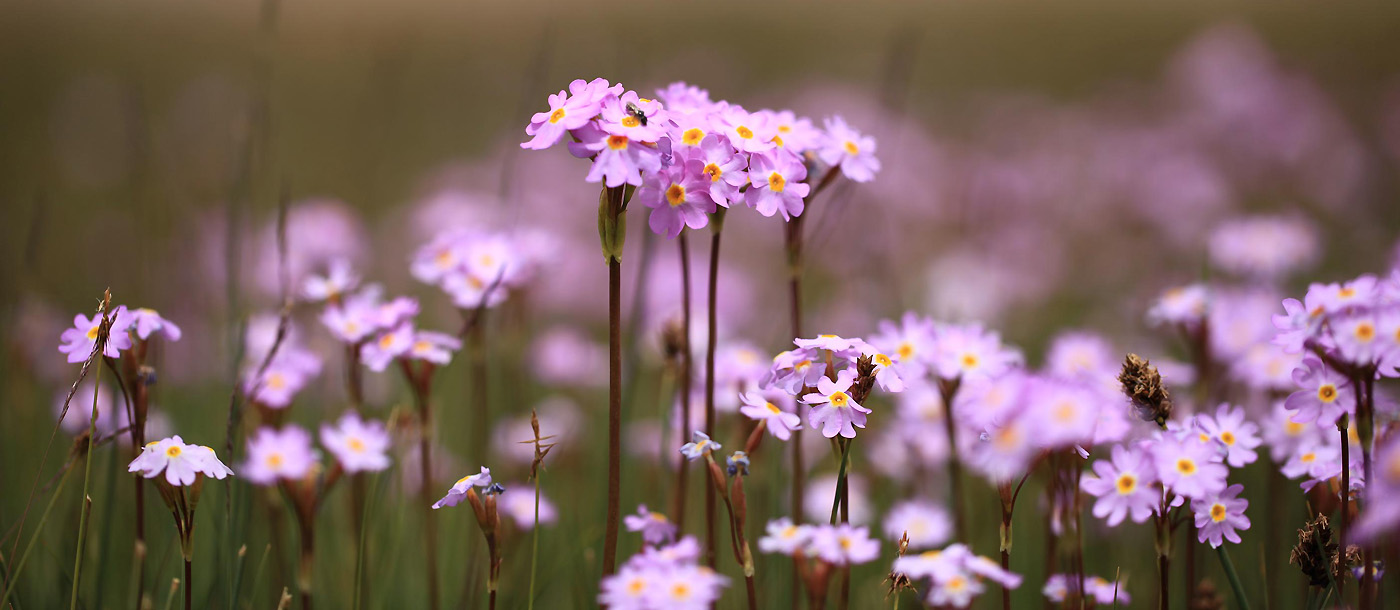 Изображение особи Primula pamirica.