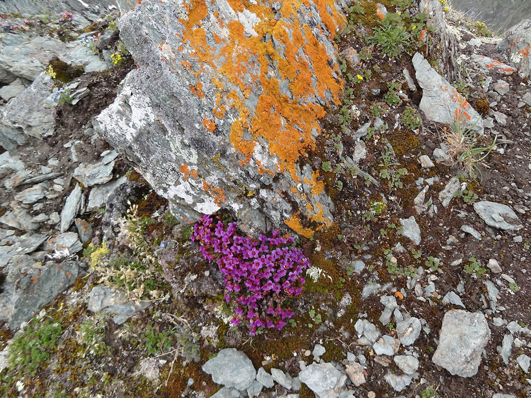 Image of Saxifraga asiatica specimen.