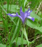 Iris ruthenica