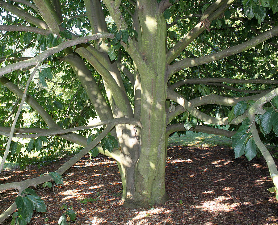 Image of Fagus orientalis specimen.