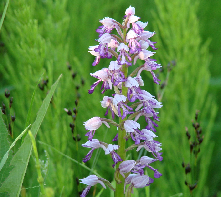 Изображение особи Orchis militaris.