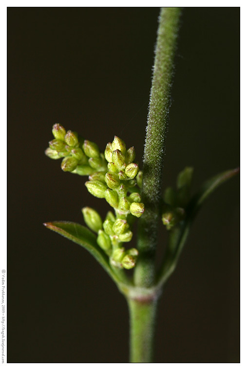 Изображение особи Silene borysthenica.