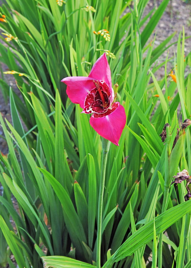 Изображение особи Tigridia pavonia.