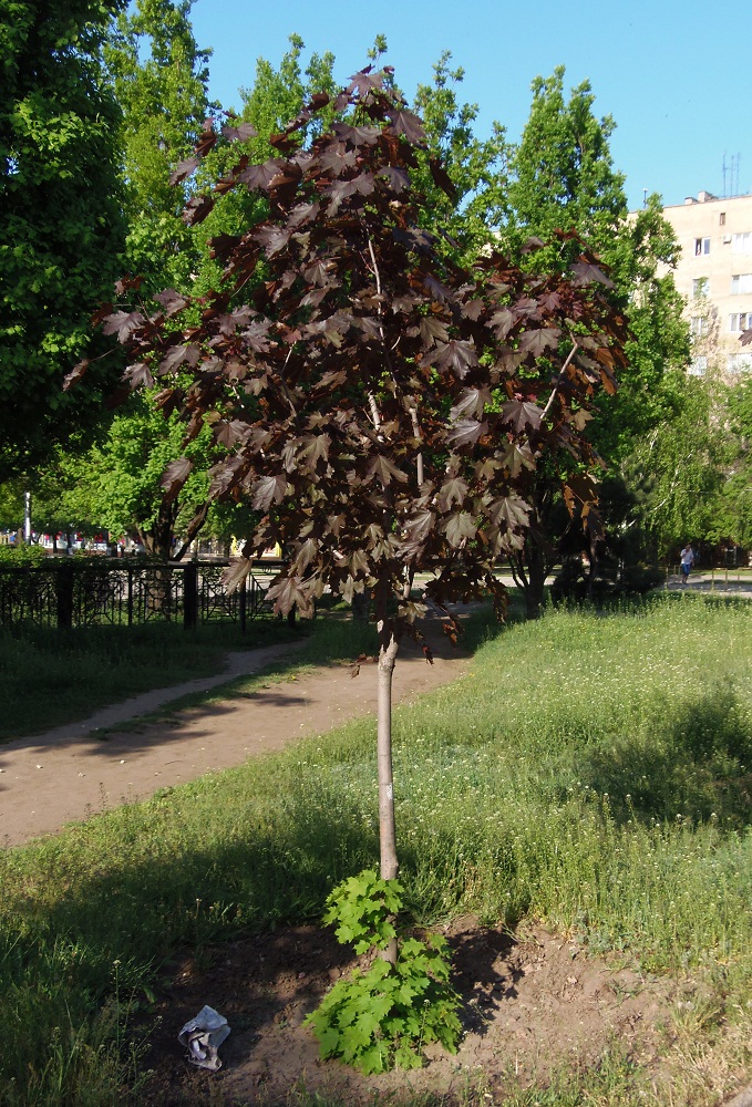 Image of Acer platanoides specimen.