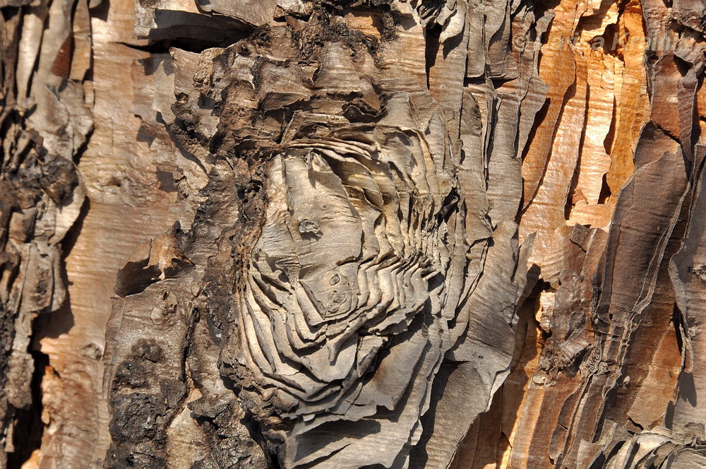 Image of Betula dauurica specimen.