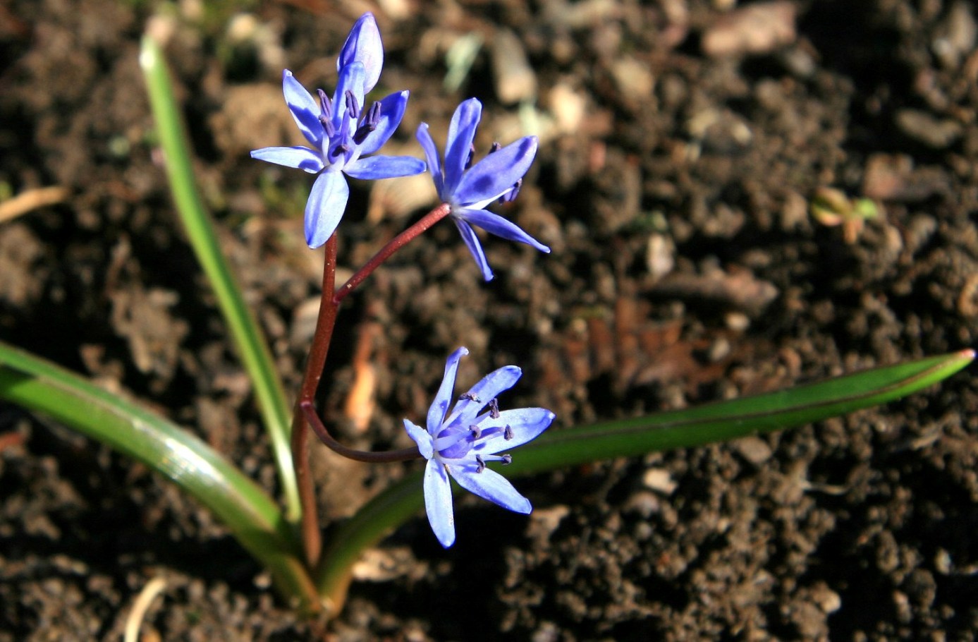 Изображение особи Scilla bifolia.