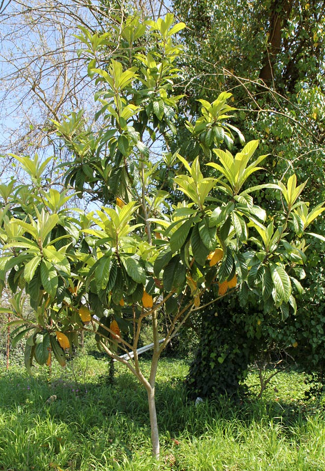 Изображение особи Eriobotrya japonica.