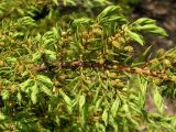 Juniperus sibirica