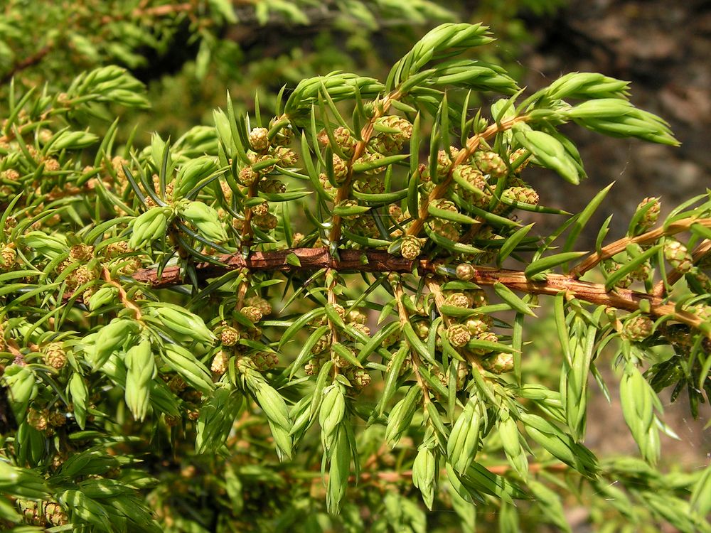 Изображение особи Juniperus sibirica.