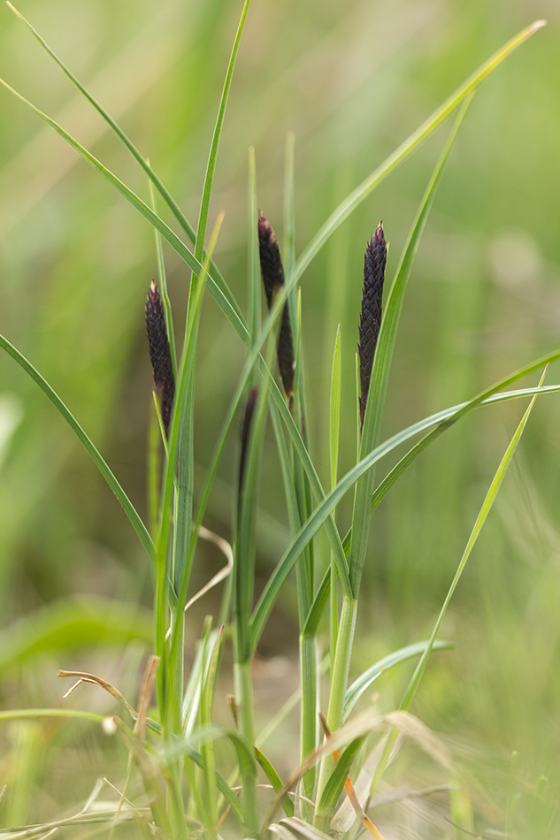 Изображение особи Carex melanostachya.