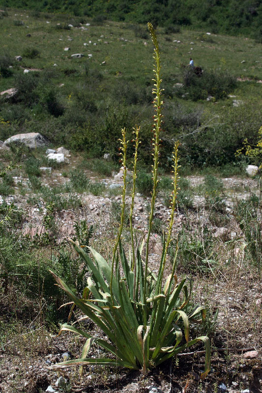 Изображение особи Eremurus turkestanicus.