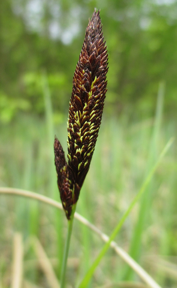 Image of genus Carex specimen.