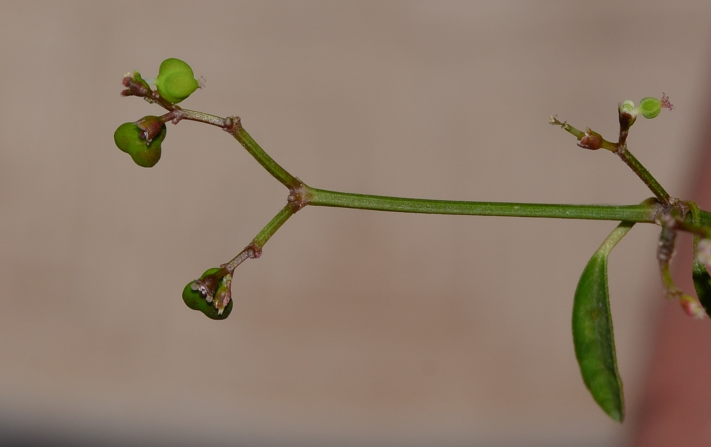 Image of Euphorbia graminea specimen.