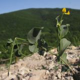 Coronilla scorpioides. Верхушка цветущего и плодоносящего растения. Краснодарский край, Абинский р-н, окр. станицы Шапсугская, мергелевый карьер. 16.05.2014.