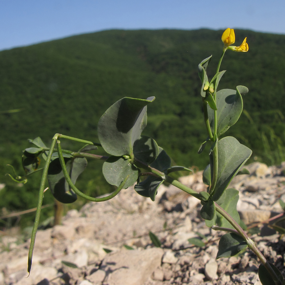 Image of Coronilla scorpioides specimen.