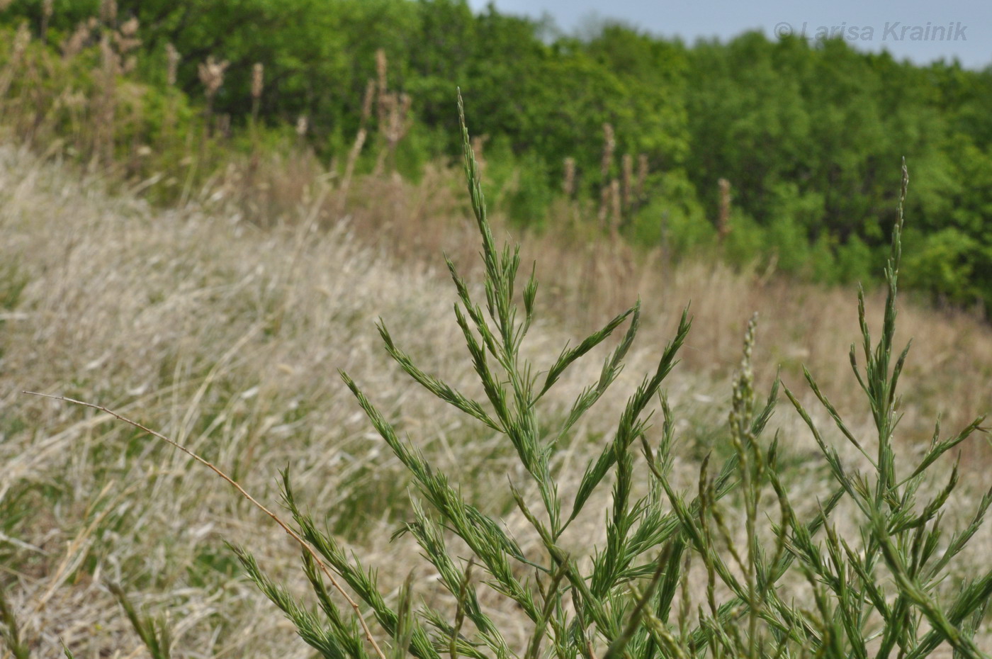 Image of Asparagus oligoclonos specimen.
