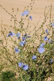 Cichorium intybus