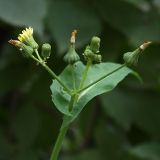 Sonchus oleraceus. Верхушка стебля с соцветиями. Санкт-Петербург, начало августа.