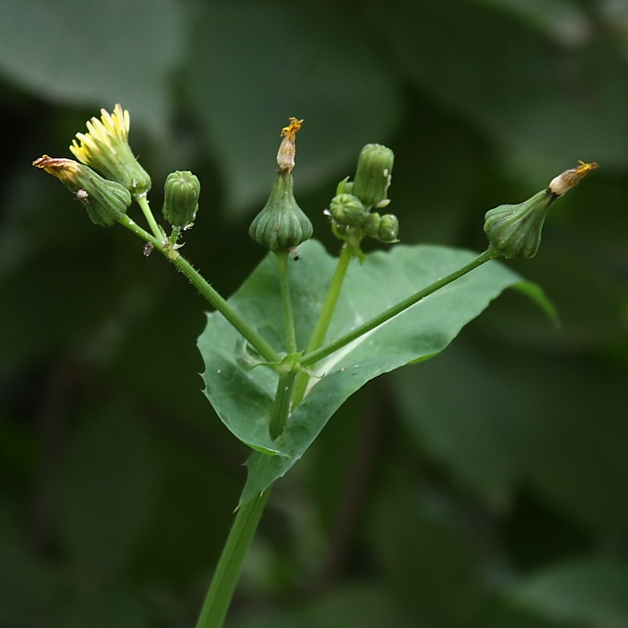 Image of Sonchus oleraceus specimen.