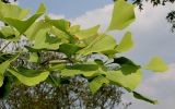 Ginkgo biloba. Верхняя часть ветви. Германия, г. Дюссельдорф, Ботанический сад университета. 02.06.2014.
