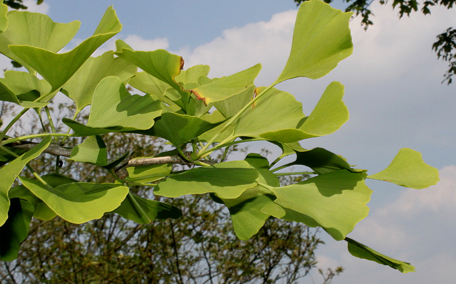 Изображение особи Ginkgo biloba.