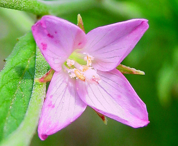 Image of Epilobium tetragonum specimen.