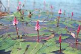 Persicaria amphibia. Соцветия и листья на поверхности водоёма. Казахстан, Жамбылская обл., Жуалынский р-н, Юго-Восточный (Малый) Каратау, вдхр. Терс-Ащибулак. 4 июня 2008 г.